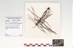 Foto von Textil (NHMW-PRAE-120711)